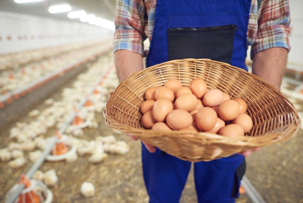 Modal Bisnis Ayam Petelur: Rincian Biaya, Perhitungan, dan Tips Sukses