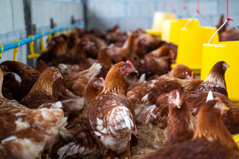 Modal Ternak Ayam Kampung: Panduan Lengkap dan Solusi Pendanaan yang Tepat